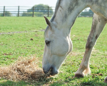 Pictured is a horse eating from a hay pile while in the field. Forage is the most important part of horse diet