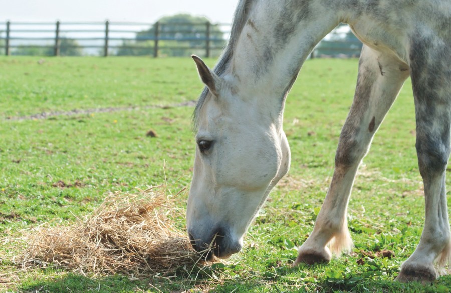 Pictured is a horse eating from a hay pile while in the field. Forage is the most important part of horse diet