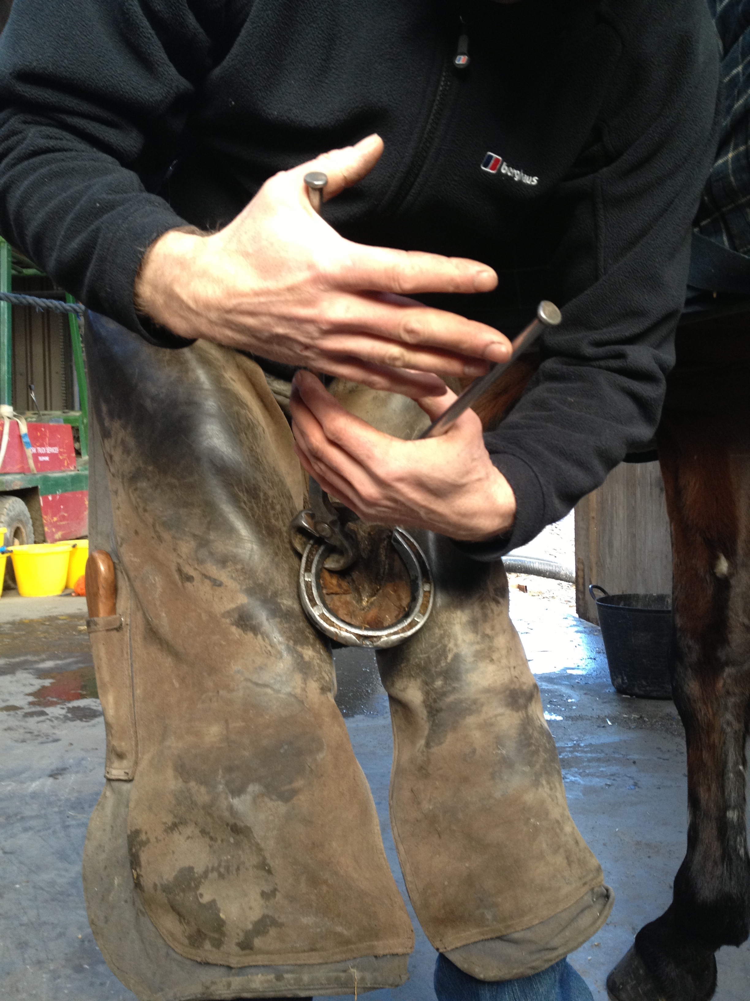Emergency Shoe Removal for Horses – The Horse