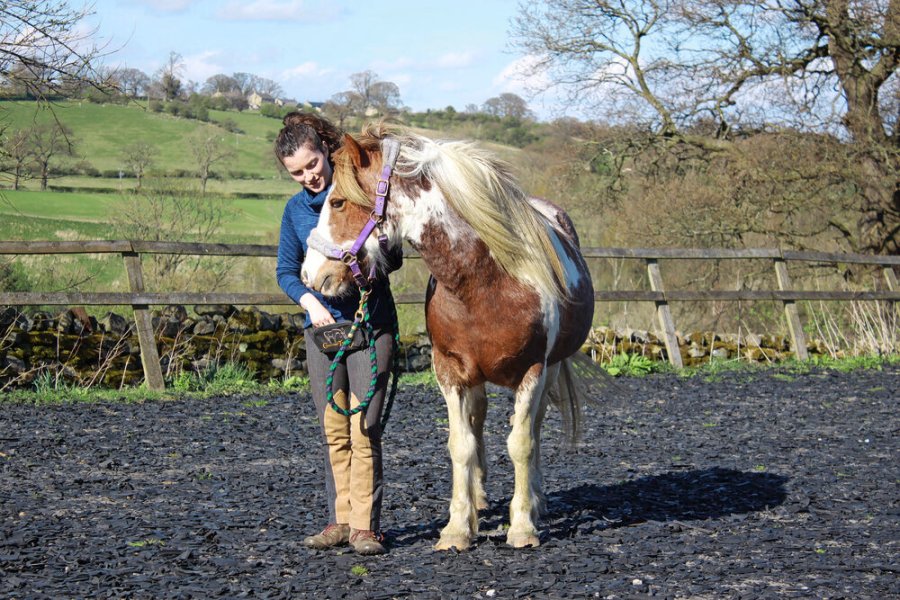 Click” with your Horse: The Basics on Clicker Training