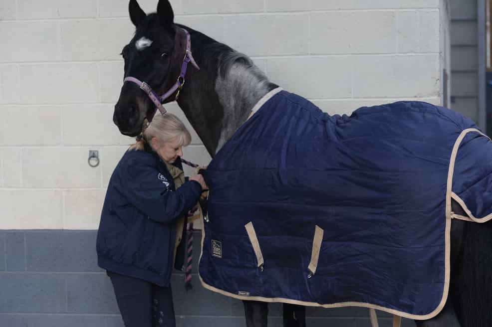 What Should I Feed My Poordoer? Your Horse