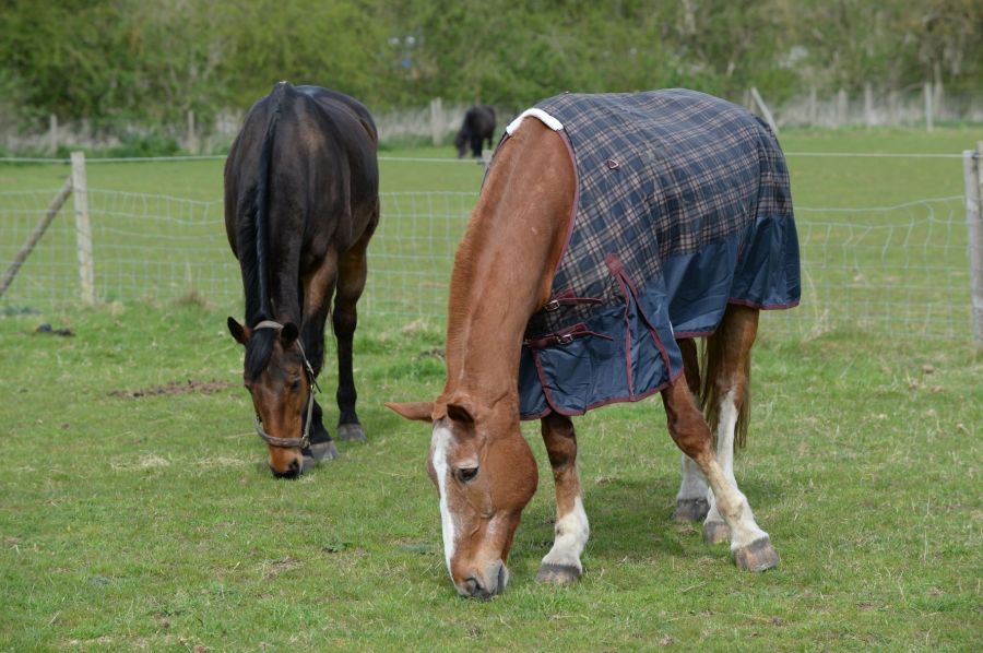 9 golden rules of rugging, plus the science behind how your horse