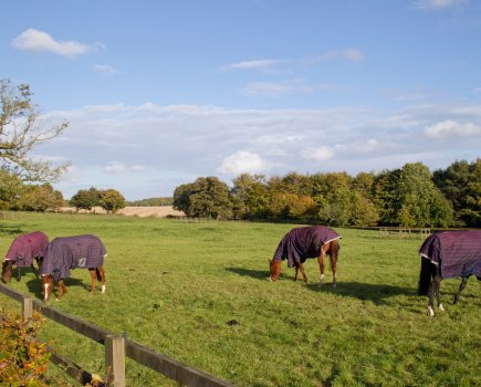 Cases of equine grass sickness are diagnosed all year round, but especially in late spring, with a smaller autumnal peak