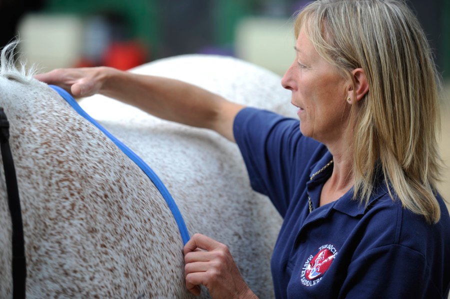 A saddle fitter makes a template of a horse’s withers using a flexicurve