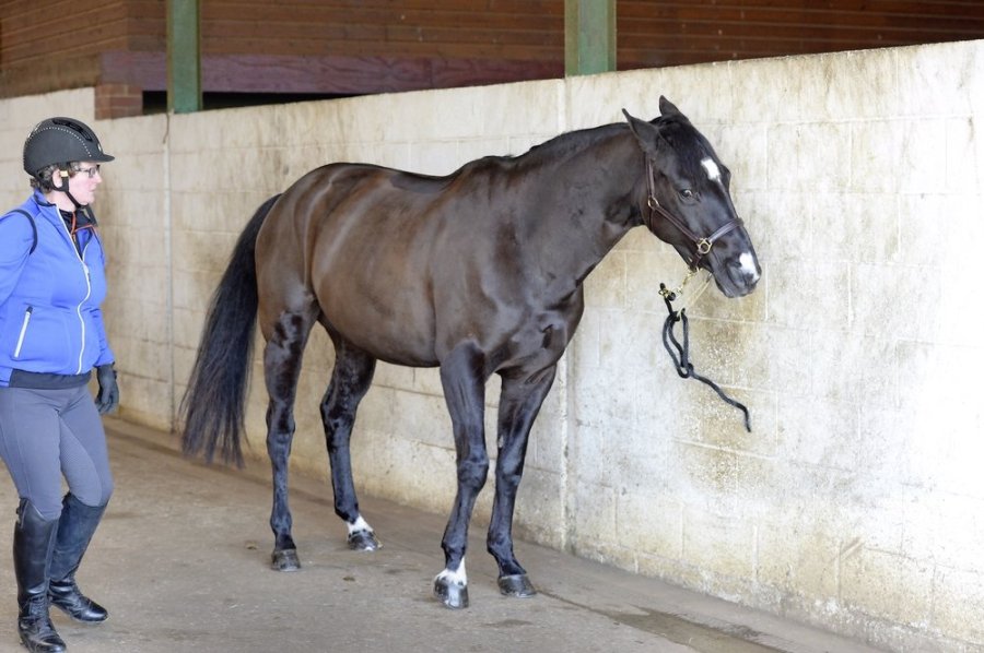 Riding a Mare in Season Your Horse