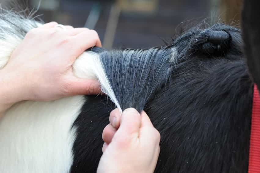 Section your horse's mane into even bunches 