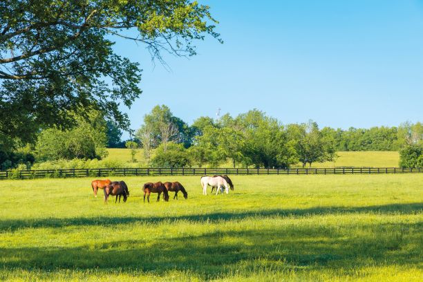 Vet advice: everything you need to know about your horse's vitamin D levels  - Your Horse
