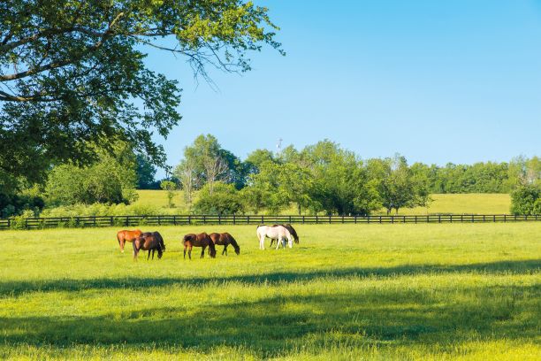 Vet advice: everything you need to know about your horse's vitamin D levels - Your Horse Vet advice: everything you need to know about your horse's vitamin D levels - Your Horse