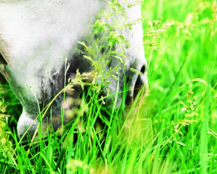 Sugar in grass is at a lower level overnight and highest during the day
