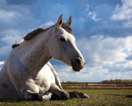 Pictured is a horse lying down in the field. A change in behaviour and seeming off colour can be a sign of peritonitis in horses