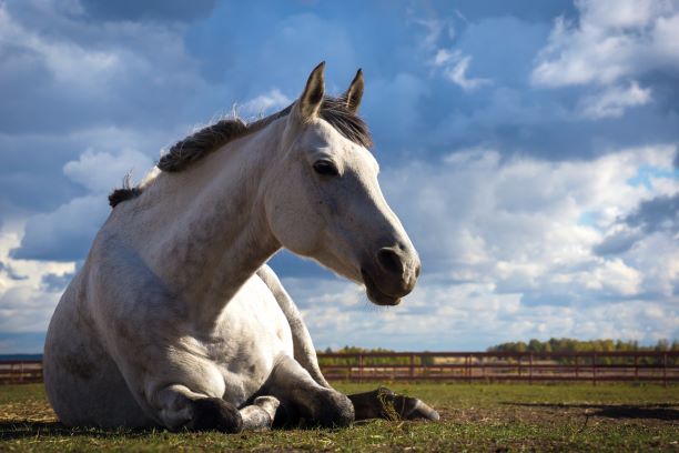 Pictured is a horse lying down in the field. A change in behaviour and seeming off colour can be a sign of peritonitis in horses