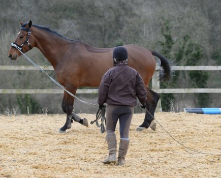 Pictured is a horse being lunged in a lunging cavesson which is attached to a lunge rein; the horse is wearing no other tack