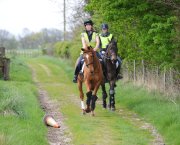 Pictured are two horses out hacking with the front horse, a chestnut, being spooked by a fallen cone on the ground