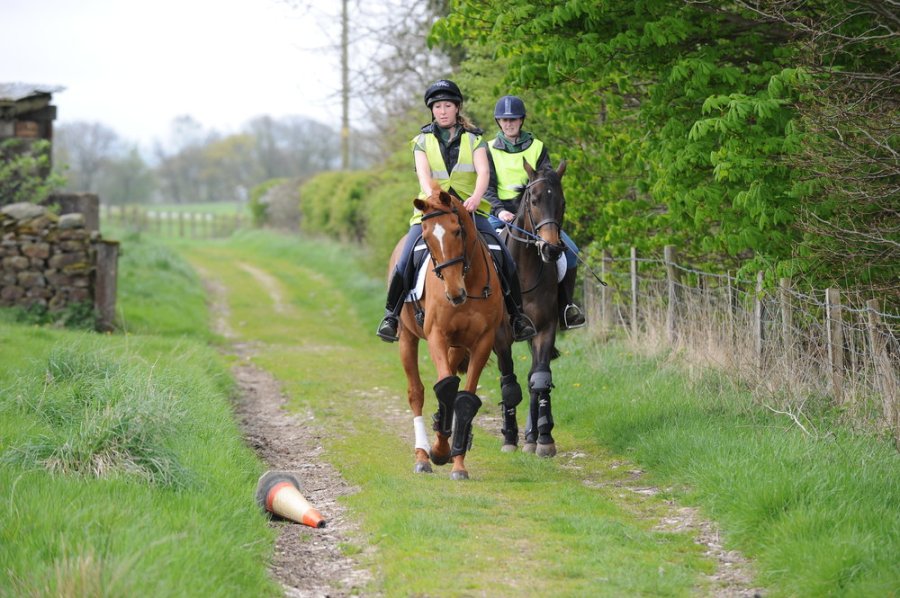 Pictured are two horses out hacking with the front horse, a chestnut, being spooked by a fallen cone on the ground