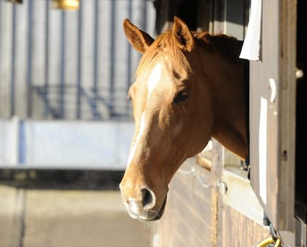 Some horses are prone to swollen legs, especially when stabled