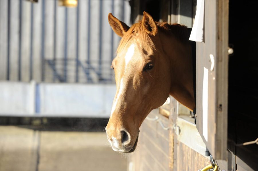 Some horses are prone to swollen legs, especially when stabled