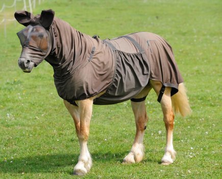 Pictured is a pony wearing a sweet itch rug to protect from flies and midges