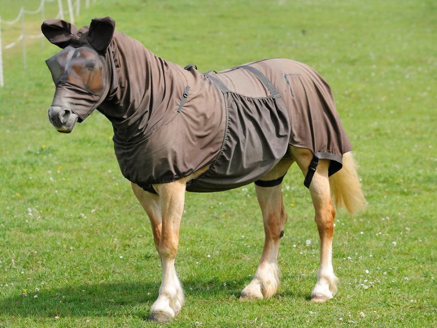 Pictured is a pony wearing a sweet itch rug to protect from flies and midges 