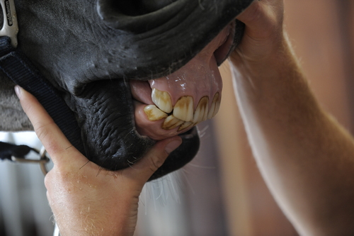 How often should your horse see the dentist? Plus 10 signs of dental disease