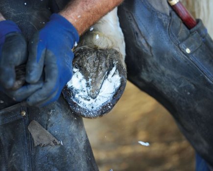 Thrush in horses is easily prevented with good quality hoof care and regular farrier visits
