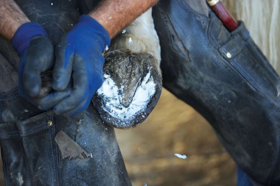 Thrush in horses is easily prevented with good quality hoof care and regular farrier visits