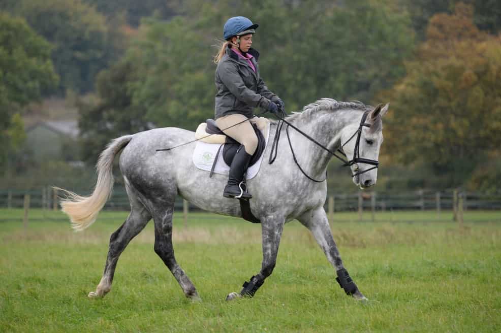 Vet advice what is locking stifle and how can it be treated? Your Horse