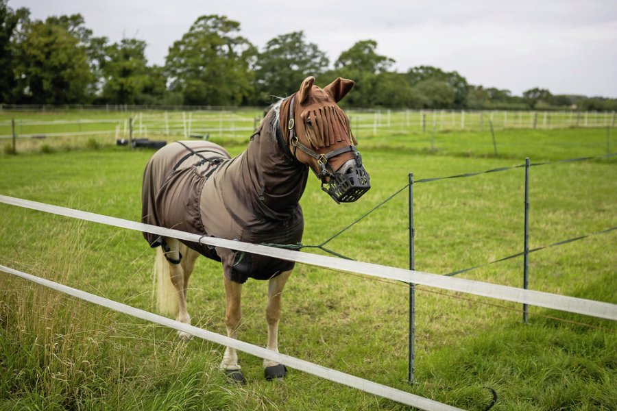 Wearing a fly rug in the field can offer horses some relief from sweet itch