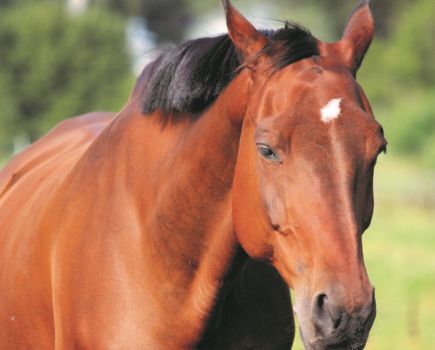 Pictured is a sleepy horse. There are many reasons why a horse could be lethargic; lethargy means listlessness