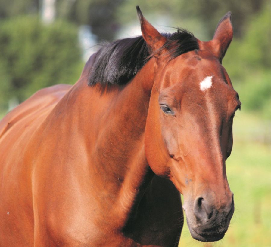 Pictured is a sleepy horse. There are many reasons why a horse could be lethargic; lethargy means listlessness