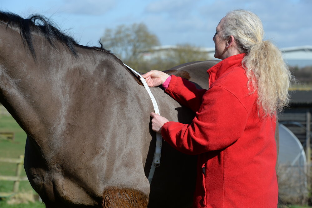 Thousands of horses and ponies shedding pounds for Redwings
