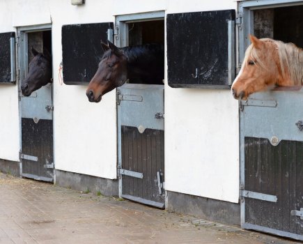 Equine flu is highly contagious and quickly and easily transmits around a yard