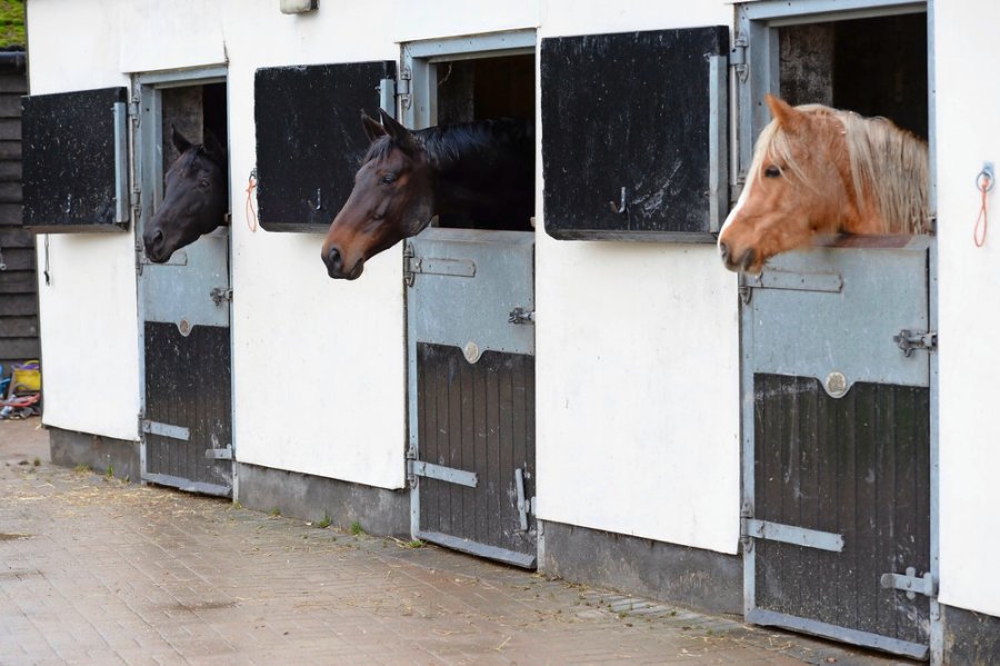 Equine flu is highly contagious and quickly and easily transmits around a yard